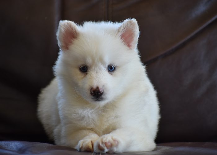 White Pomsky Puppy for Sale