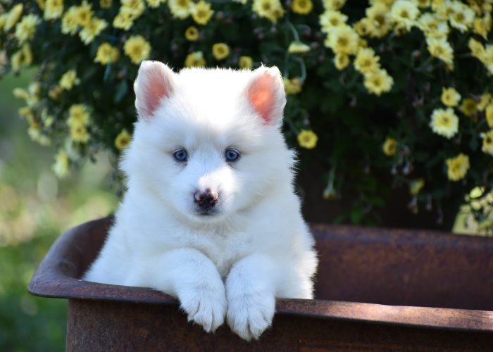 White Pomsky Puppy for Sale