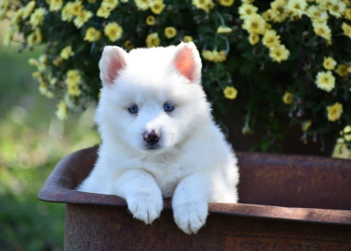 White Pomsky Puppy for Sale