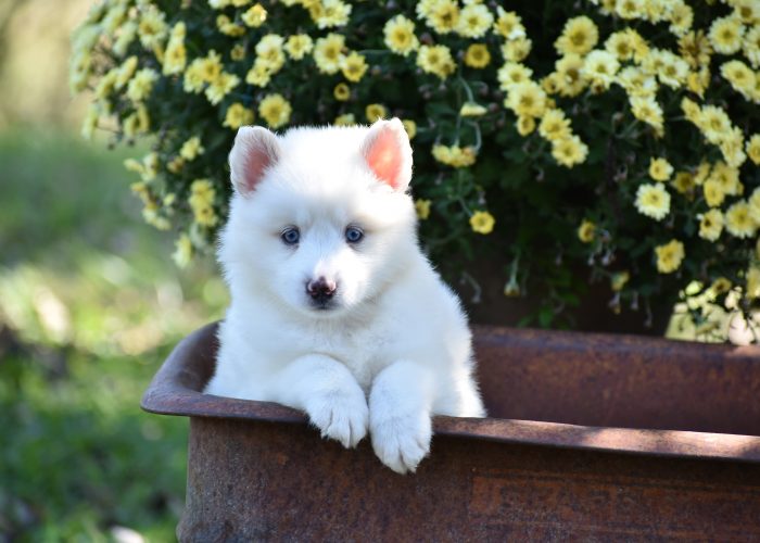 White Pomsky Puppy for Sale