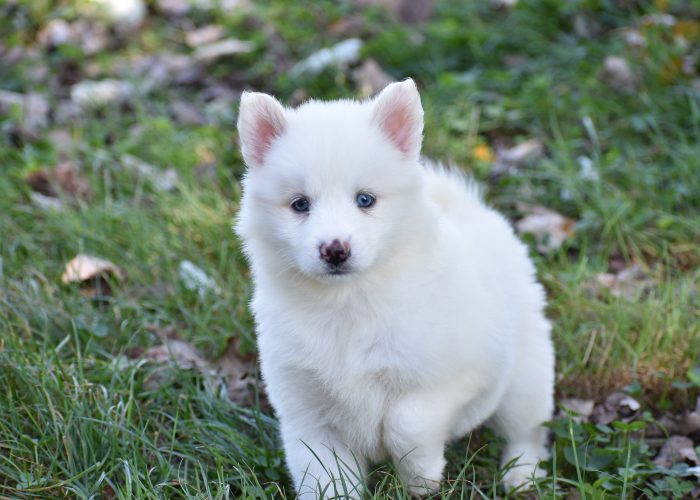 White Pomsky Puppy for Sale