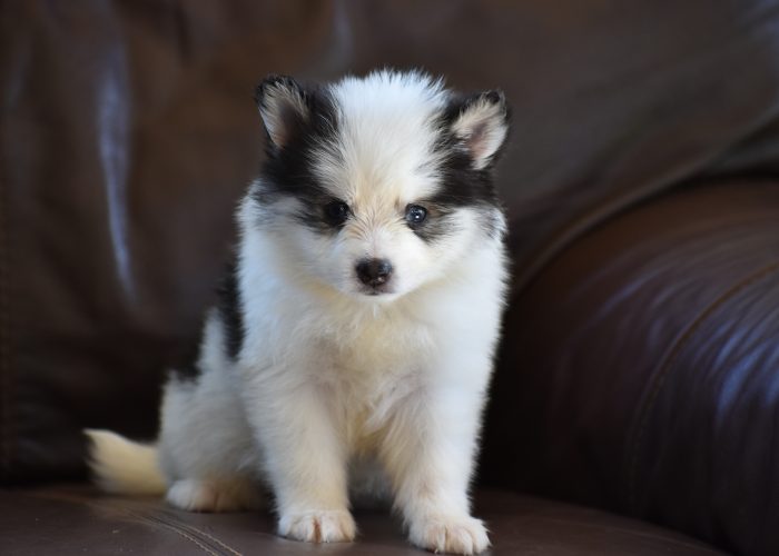 Black and White Pomsky Puppy for Sale