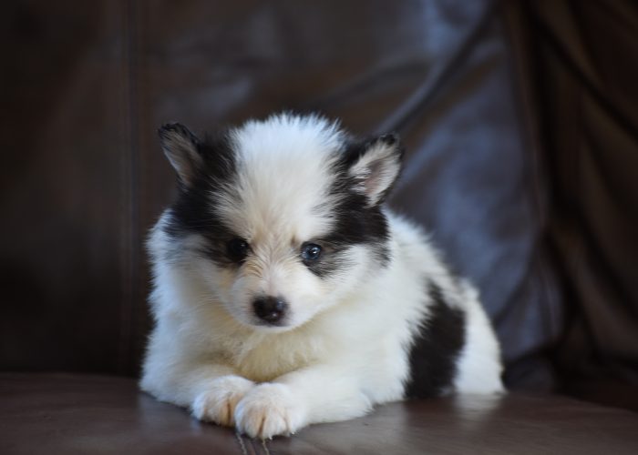 Black and White Pomsky Puppy for Sale