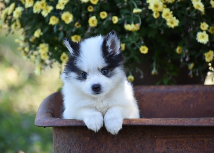 Black and White Pomsky Puppy for Sale