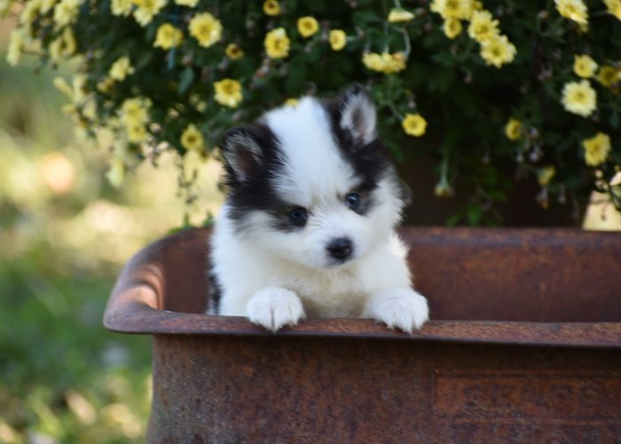 Black and White Pomsky Puppy for Sale