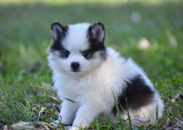 Black and White Pomsky Puppy for Sale