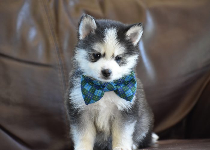 Black and White Pomsky Puppy for Sale