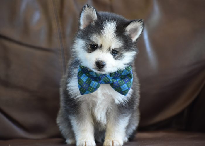 Black and White Pomsky Puppy for Sale