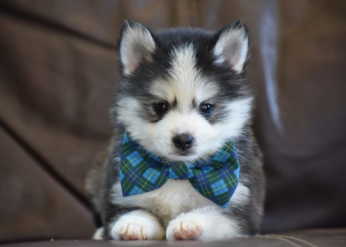 Black and White Pomsky Puppy for Sale