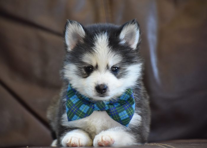 Black and White Pomsky Puppy for Sale