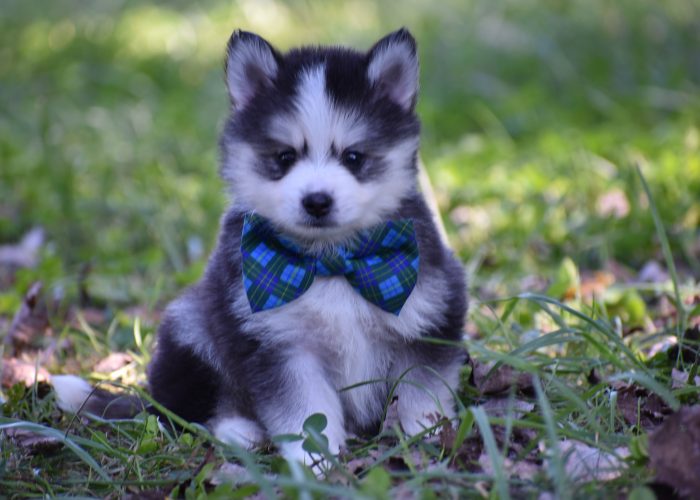 Black and White Pomsky Puppy for Sale