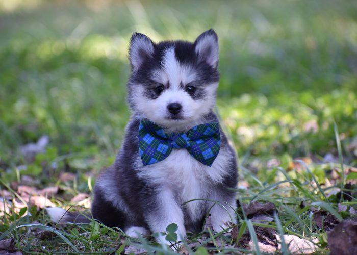 Black and White Pomsky Puppy for Sale