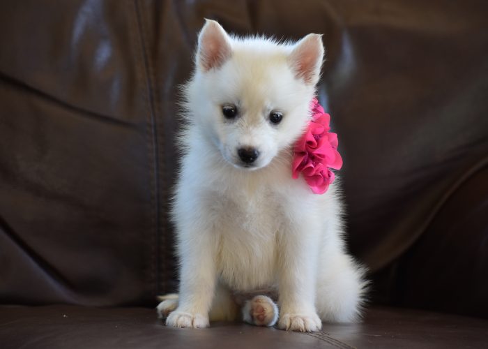 White pomsky puppies for sale