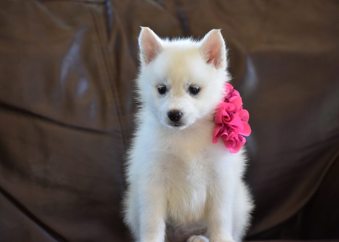 White pomsky puppies for sale