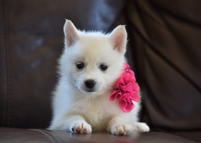 White pomsky puppies for sale