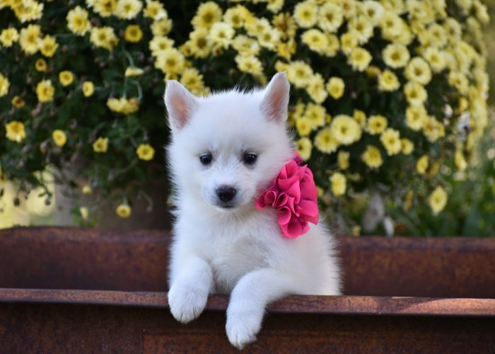 White pomsky puppies for sale