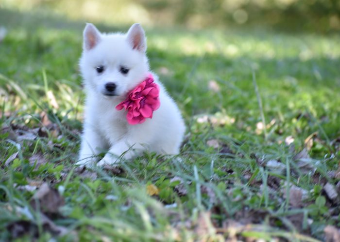 White pomsky puppies for sale