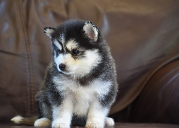 Pomsky puppies for sale