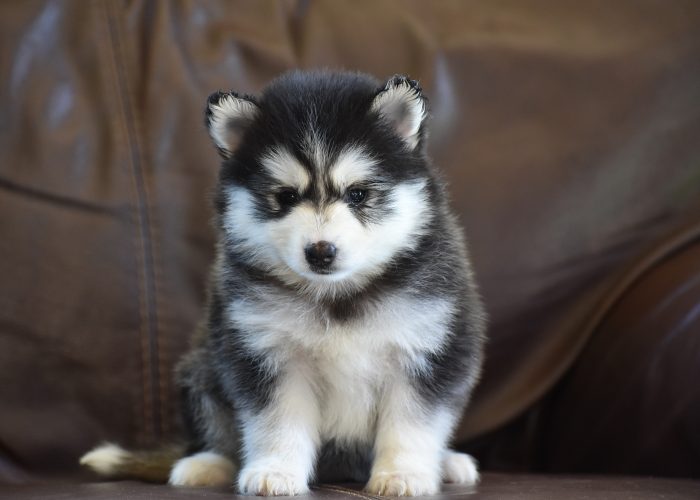 Pomsky puppies for sale