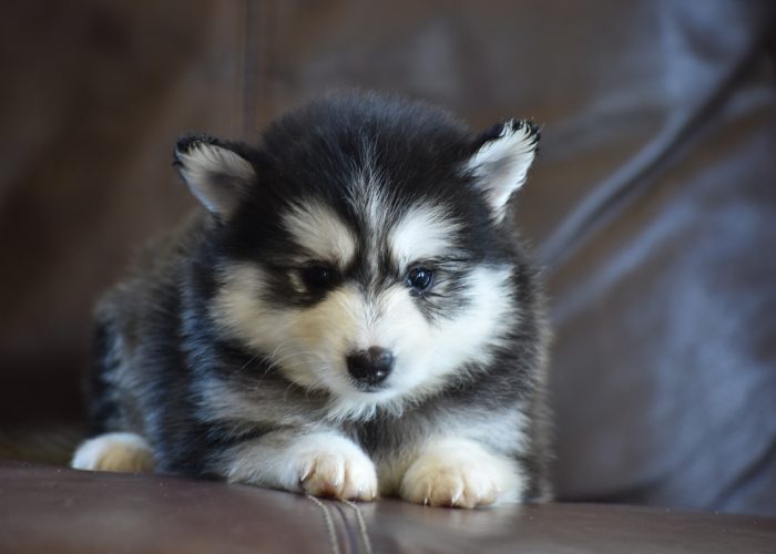 Pomsky puppies for sale