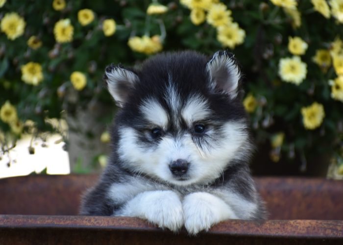 Pomsky puppies for sale