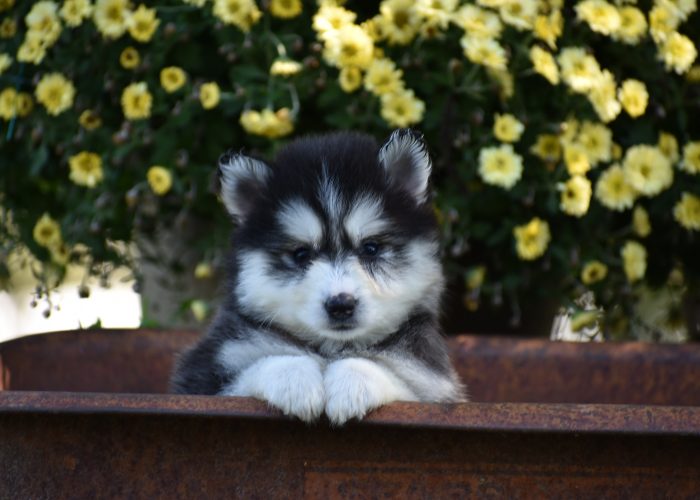 Pomsky puppies for sale