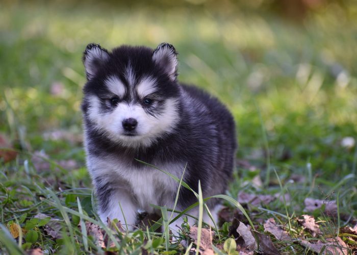 Pomsky puppies for sale