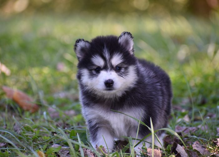 Pomsky puppies for sale